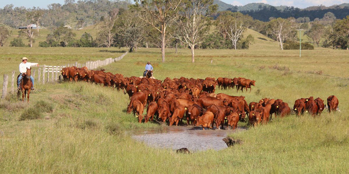 Belmont Red Heifers