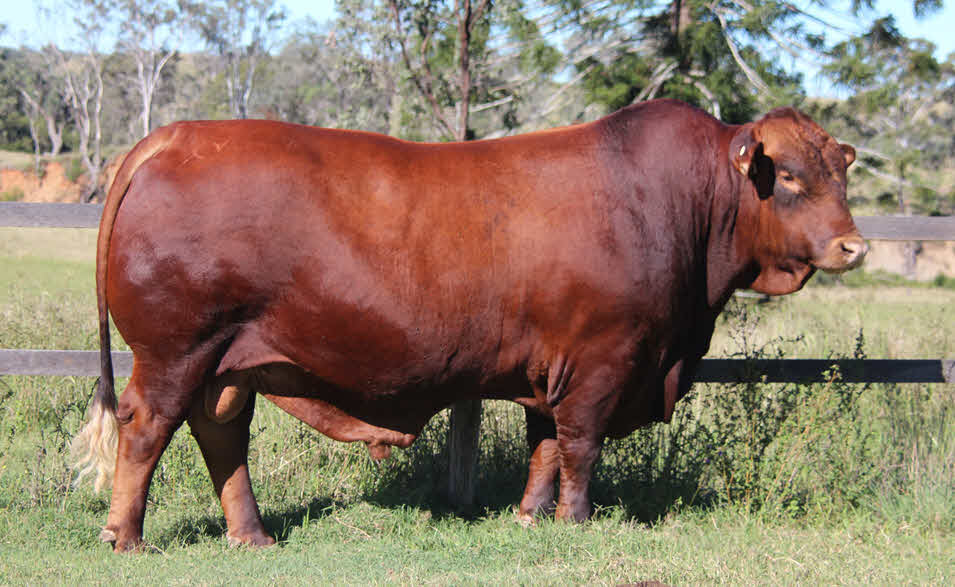 belmont Red cattle conformation