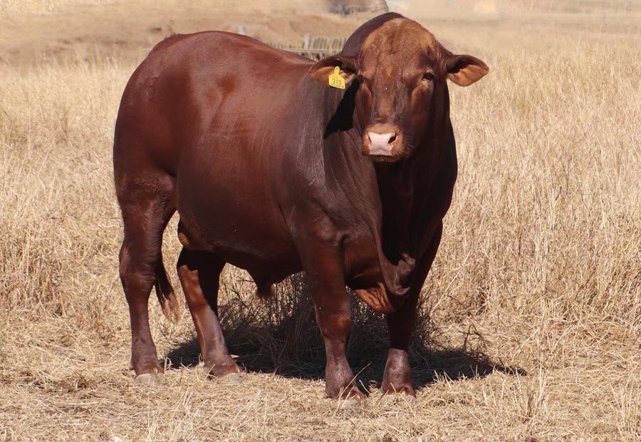 One of our favourite bulls from our 2021 Seifert Belmont Red Bull Sale.