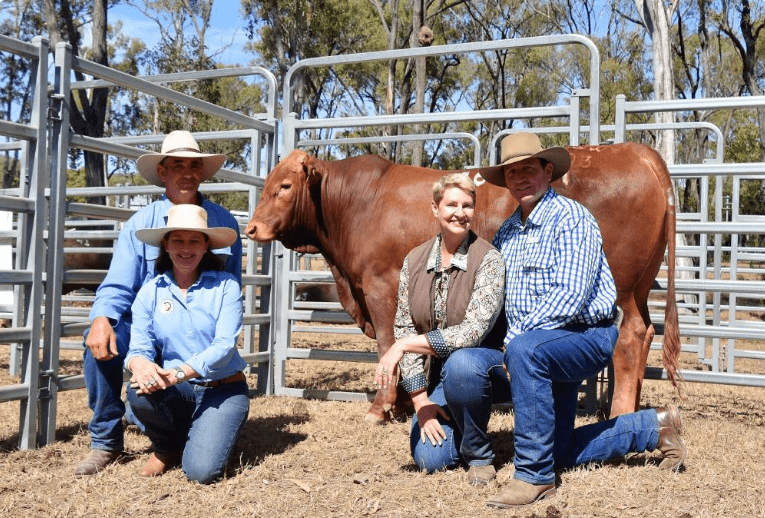 2019 QCL Article - Spirited bidding sees Belmont Reds sell to $17000 in Rockhampton featured image