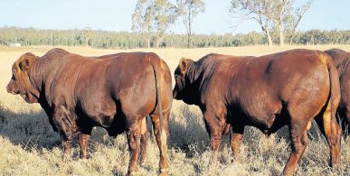 Of the 90 bulls, 44 are Homozygous Polls (PP) and offer phenomenal fertility, true tropical adaptation and parasite resistance, with muscling and marbling.