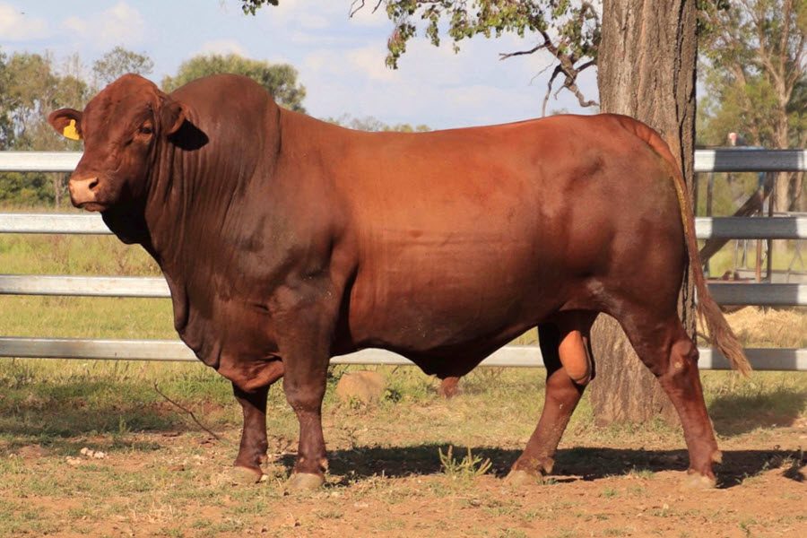 SEI190165 is a Seifert Belmont Red Reference sire.