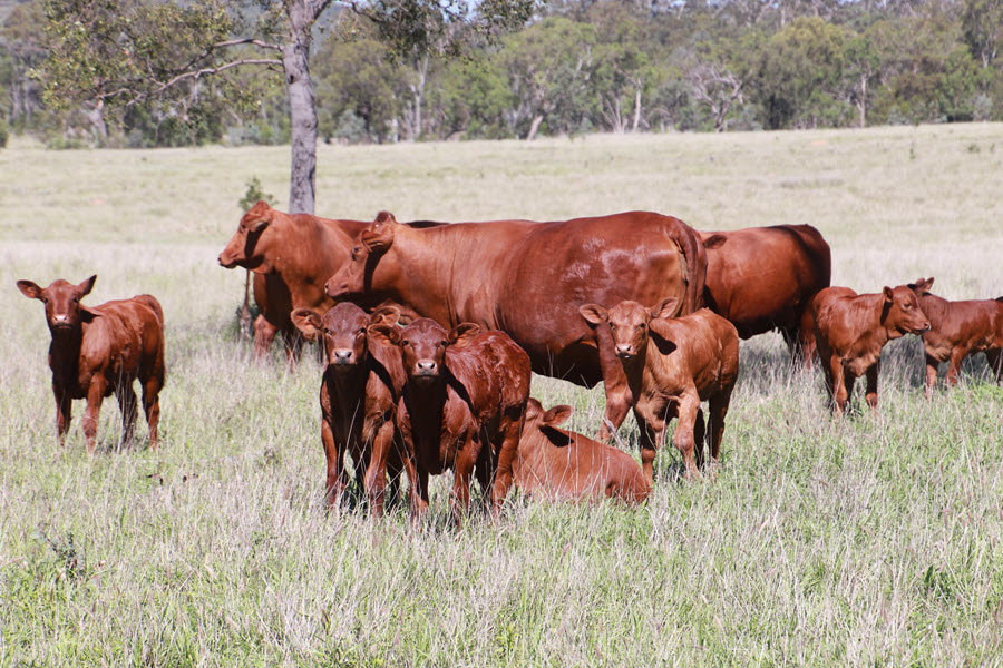 Seifert Belmont Reds is in a business expansion phase, which will allow the stud to supply 400 bulls by 2024, and 600 bulls by 2025. Picture supplied.