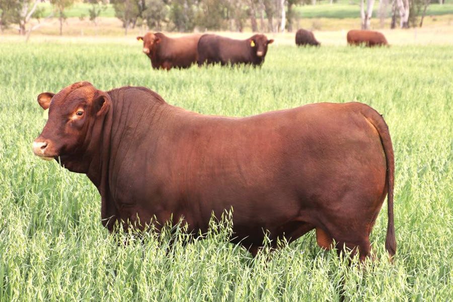 The demand for tropically adapted Bos Taurus Seifert Belmont Red genetics is emphasised by their exportation to Papua New Guinea, New Caledonia, the Philippines, and South America.